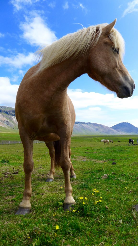 An Icelandic horse in full majesty