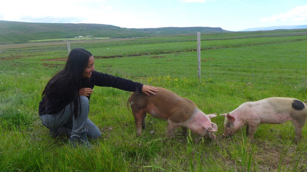 The pigs even enjoyed a pet.