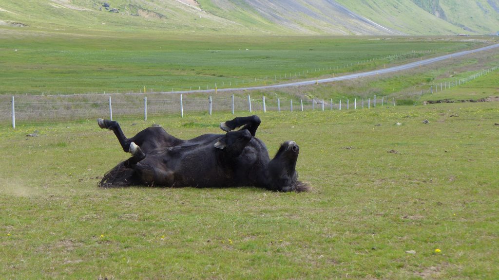 Rolling around after having been ridden.