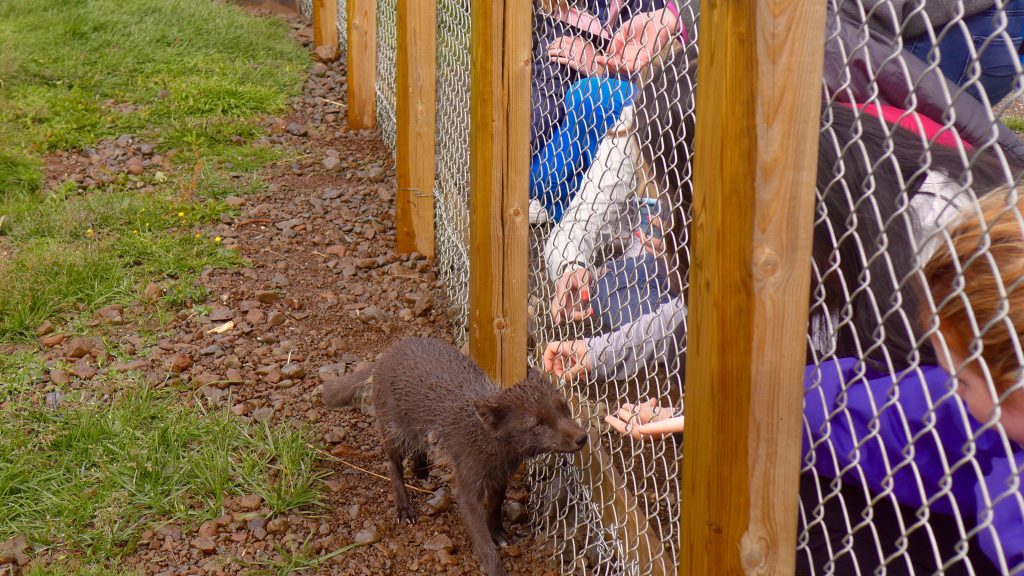 Trying to pet the fox